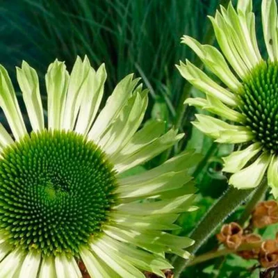 ECHINACEA PURP. 'GREEN JEWEL' / Échinacée pourpre vert pomme - Photo 1