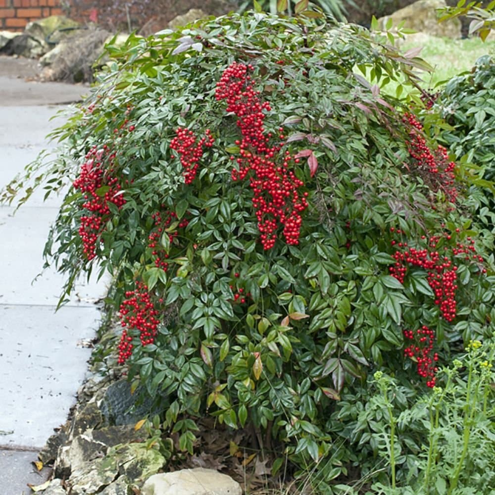 NANDINA domestica / Bambou sacré - Photo 2