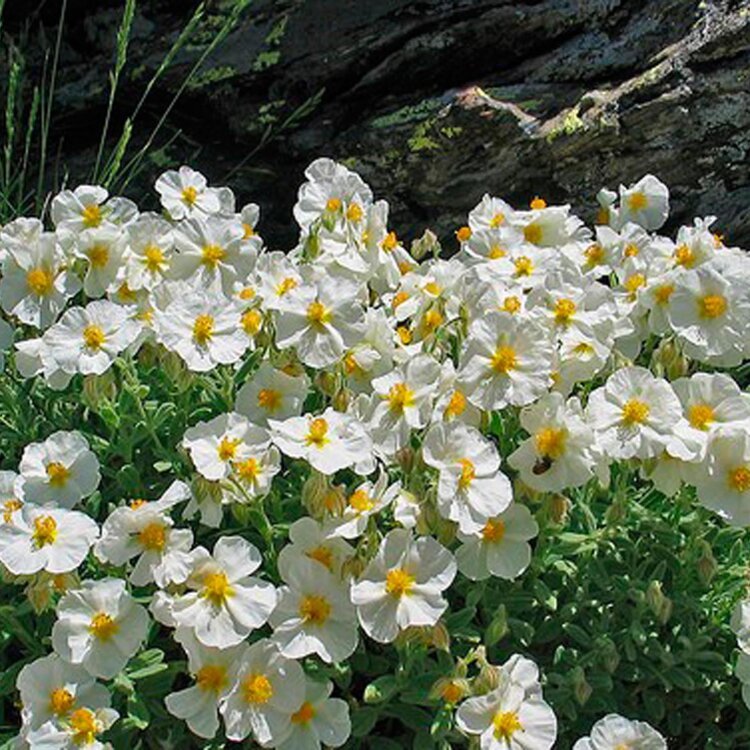 HELIANTHEMUM 'THE BRIDE' / Hélianthème - Photo 1