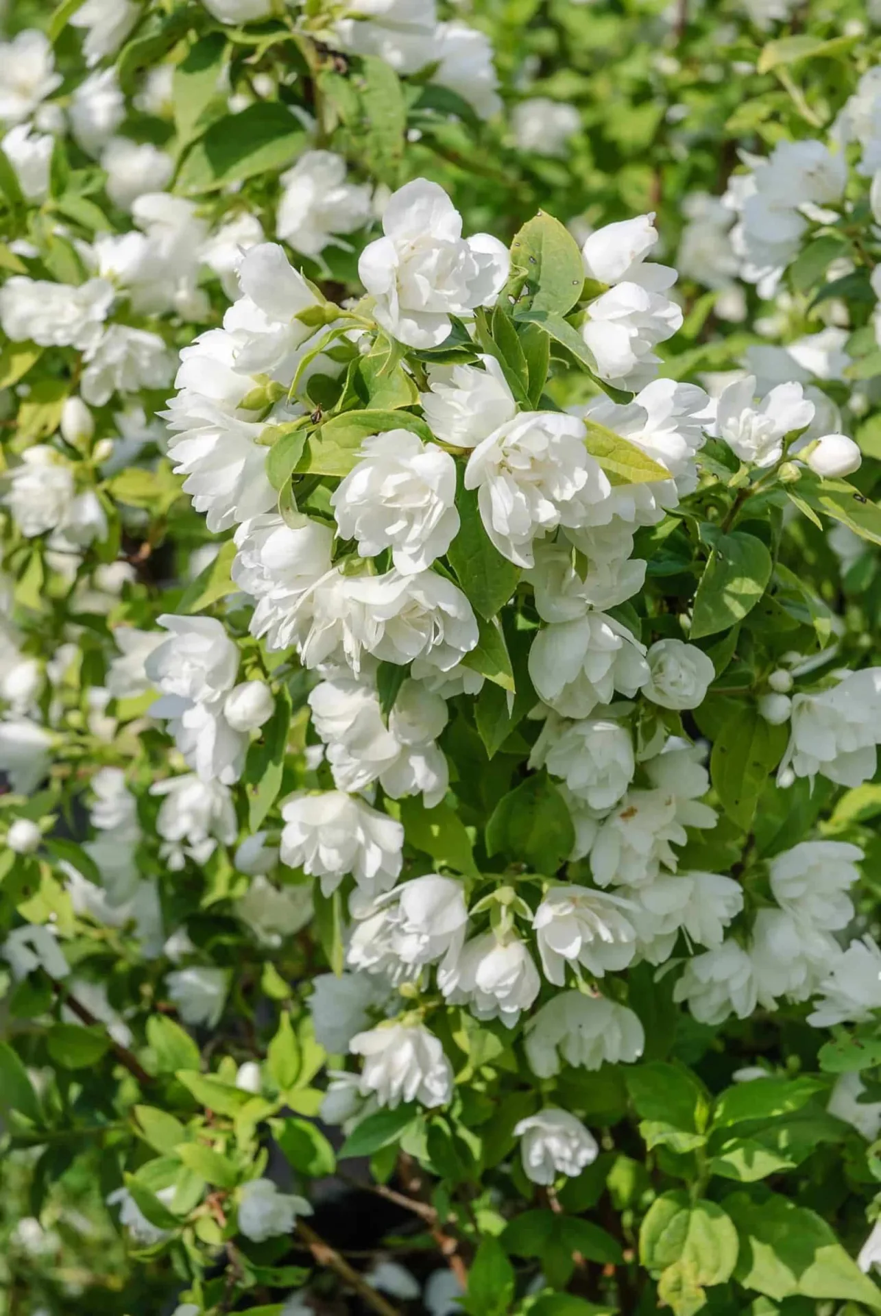 PHILADELPHUS ‘Manteau d’Hermine’ / Seringat 'Manteau d'Hermine'