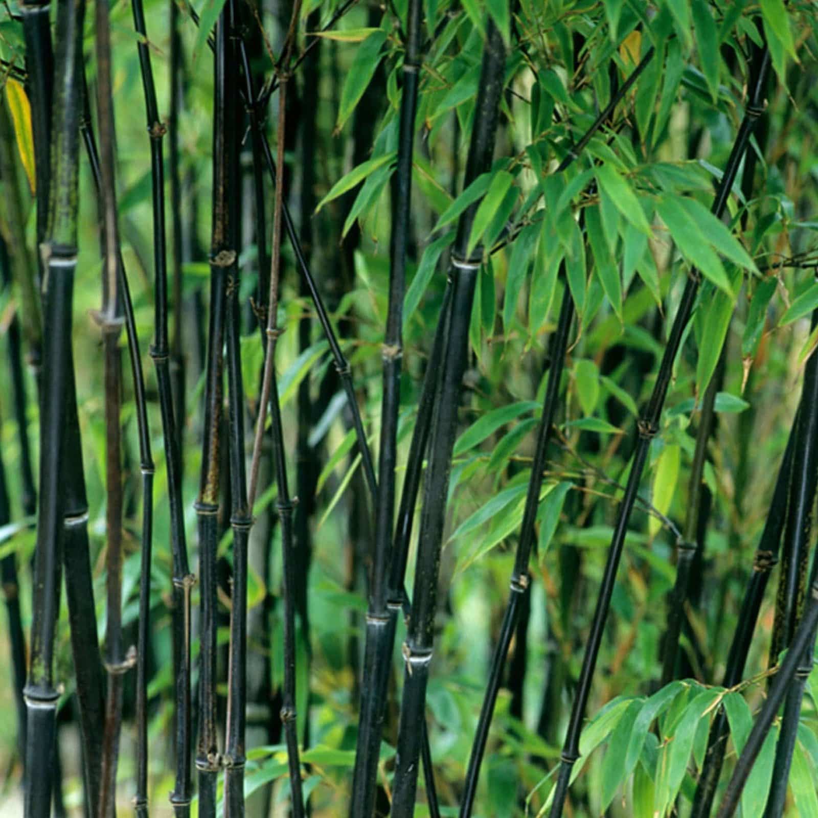 Phyllostachys nigra / Bambou noir - Photo 1