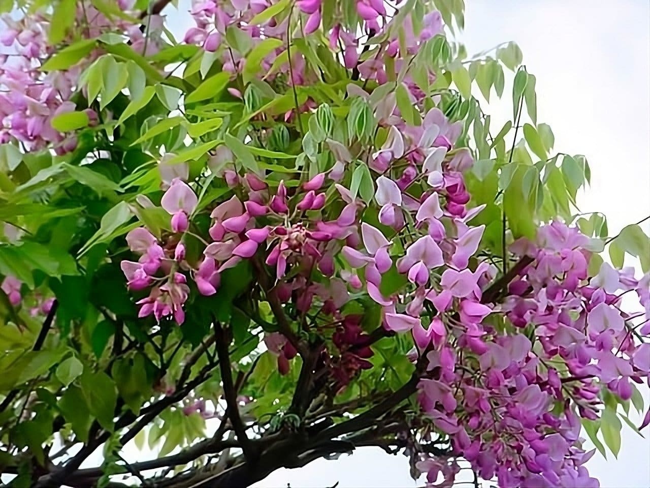 Glycine japonaise 'Rosea' / wisteria floribunda ‘Rosea’ - Photo 2