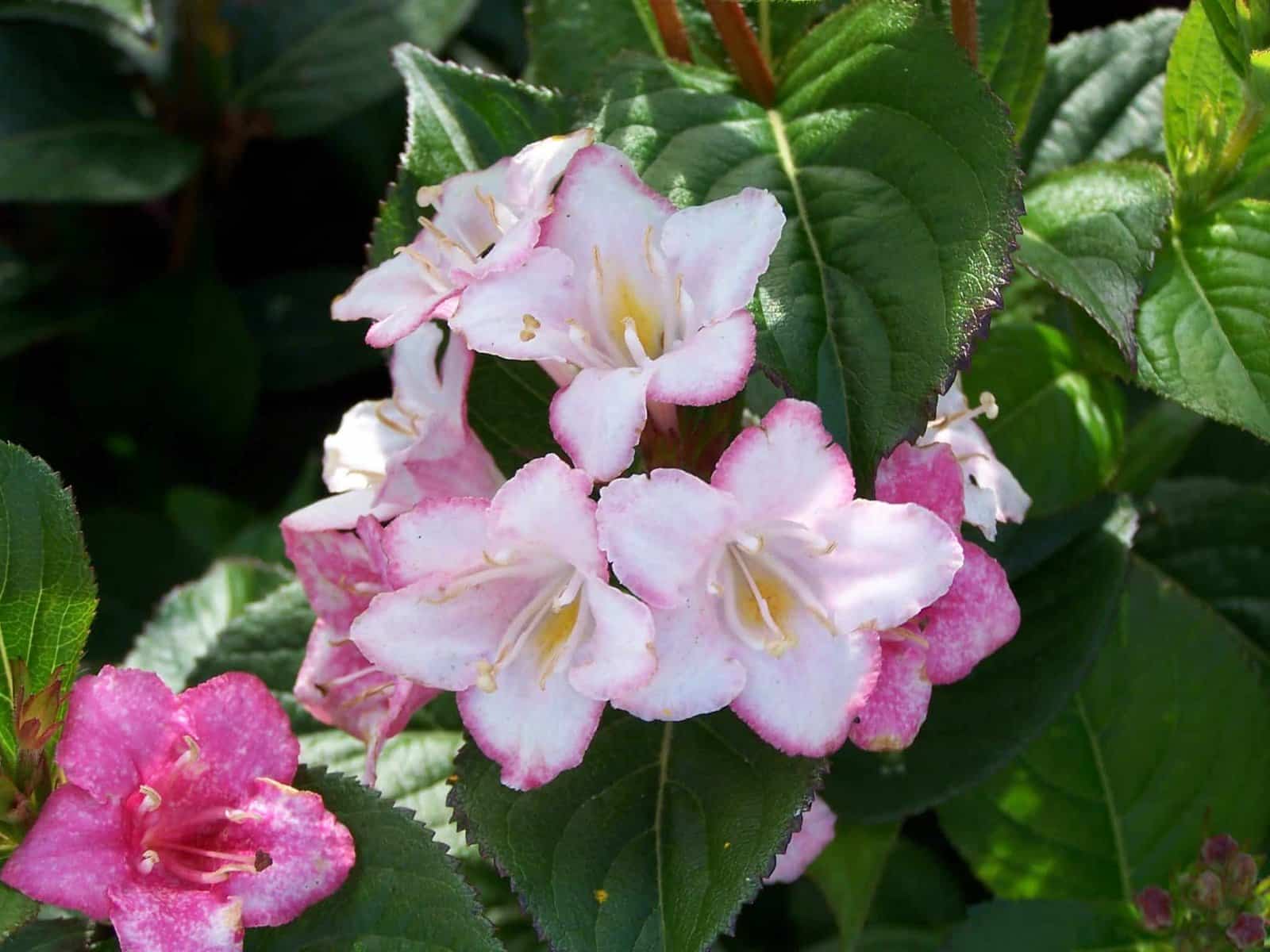 WEIGELA ‘Carnaval’ / Weigela 'Carnaval'® - Photo 2