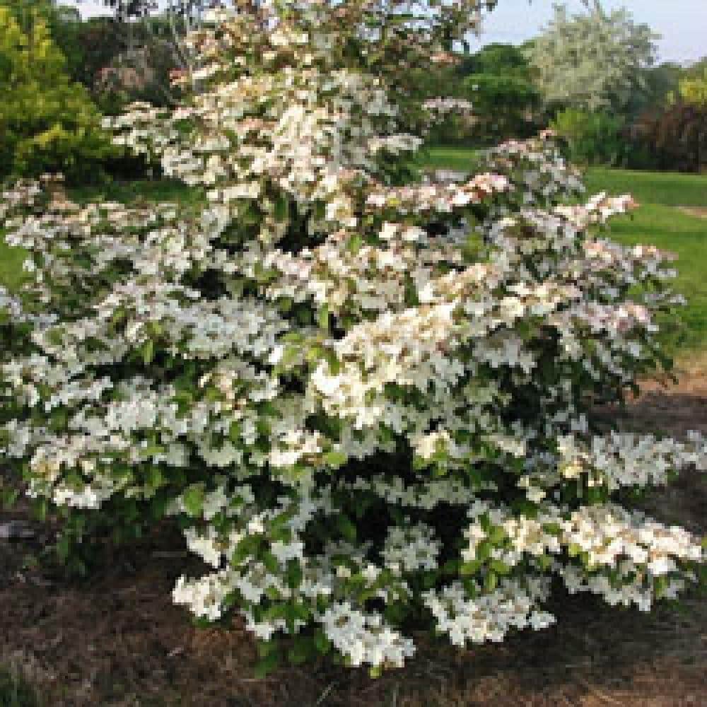 VIBURNUM nudum ‘Pink Beauty’ / Viorne de Chine 'Pink Beauty' - Photo 1