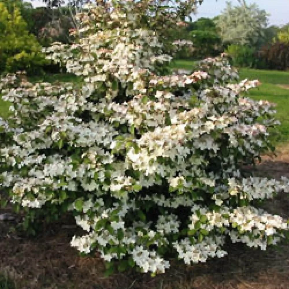 VIBURNUM nudum ‘Pink Beauty’ / Viorne de Chine 'Pink Beauty'