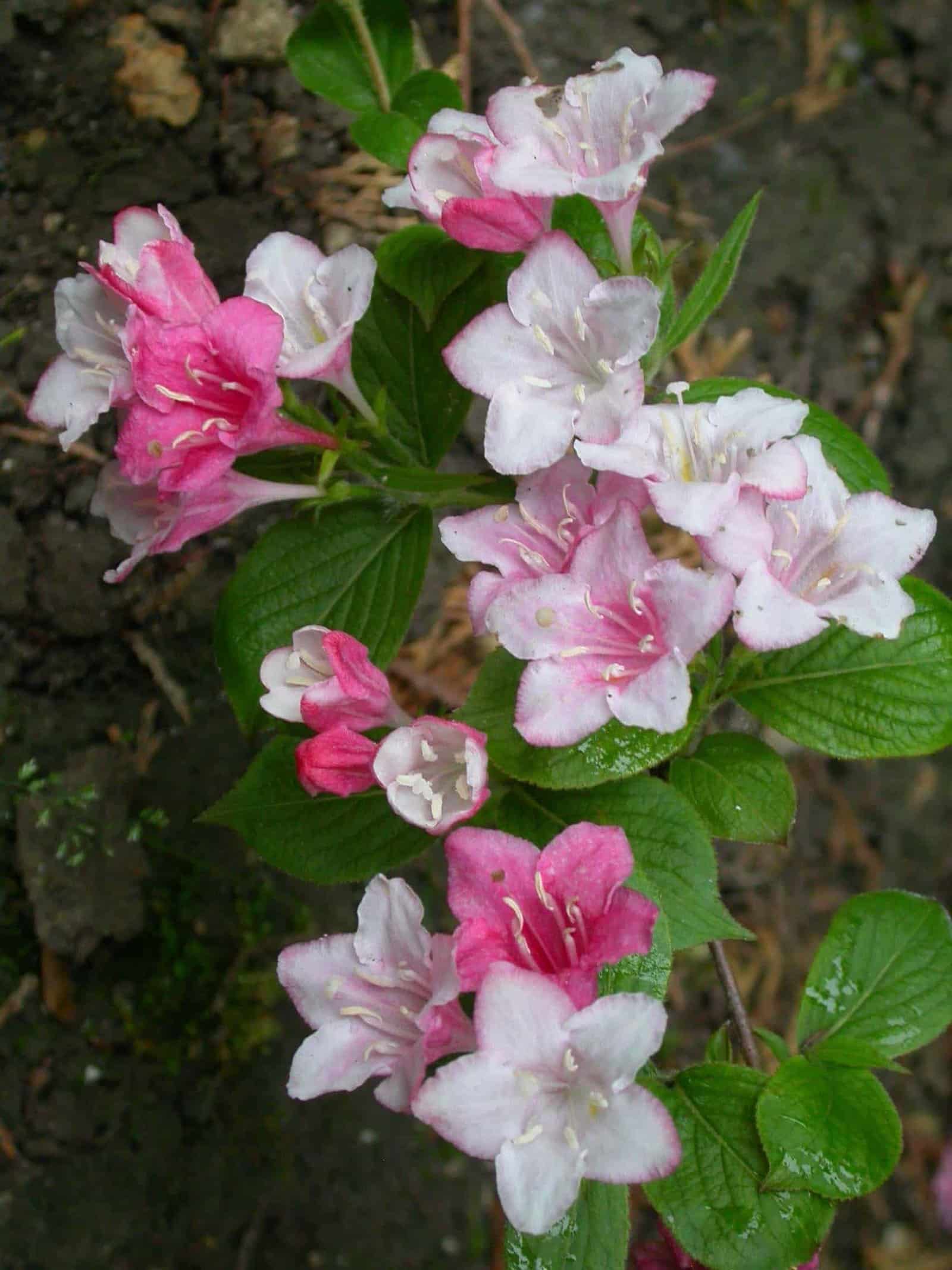 WEIGELA 'Abel Carrière' / Weigela 'Abel Carrière' - Photo 2