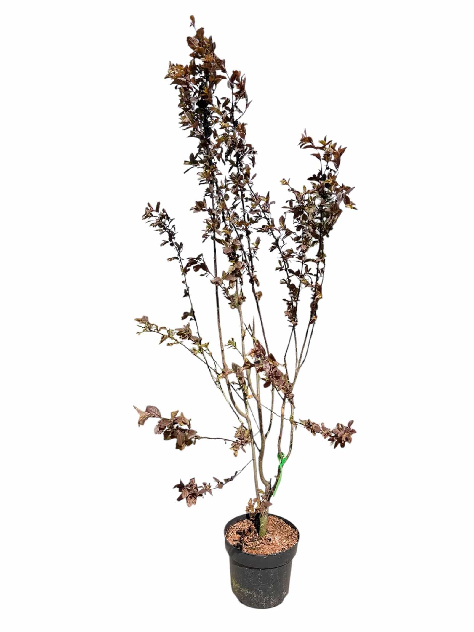 150/175 CM Pot de 18L