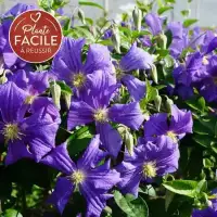 Clématite 'Perle d'Azur' - clematis viticella - Photo 5