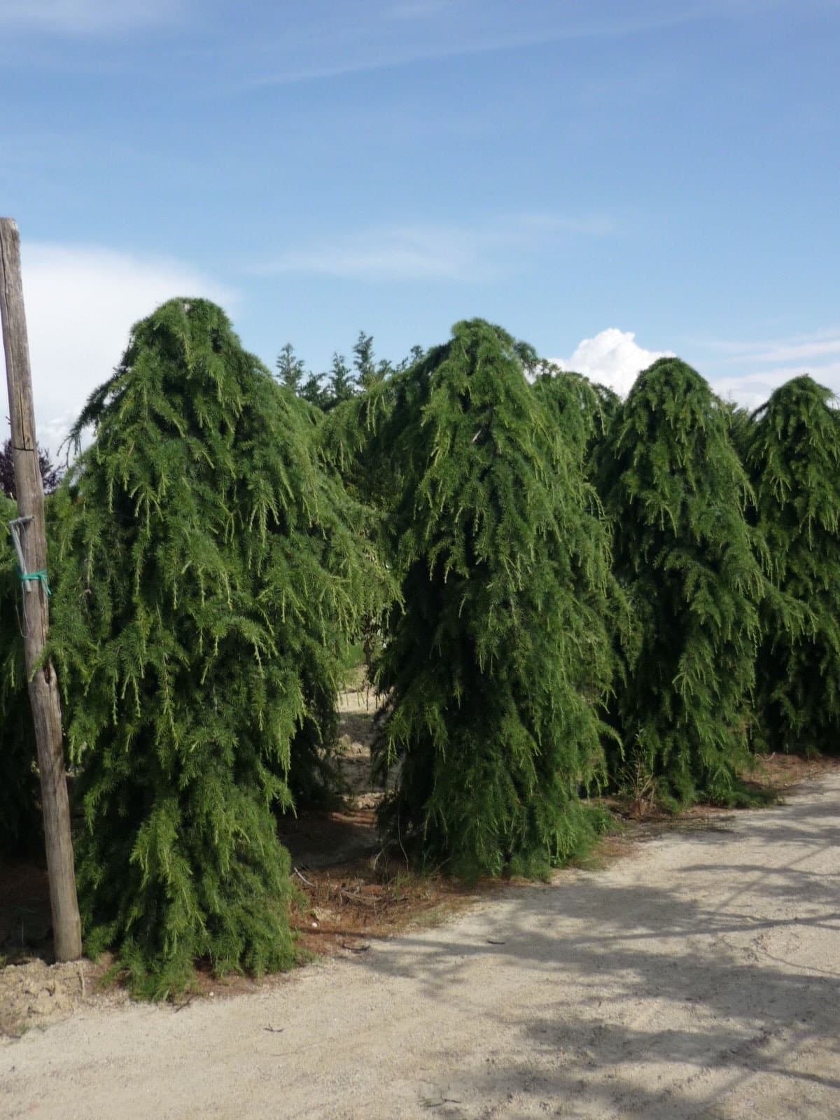 CEDRUS deodara ‘Pendula’ / Cèdre de l'Himalaya pleureur - Photo 2