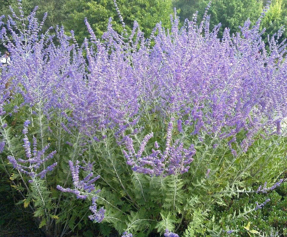 Perovskia atriplicifolia 'Blue Spire' / Sauge d'Afghanistan 'Blue Spire - Photo 3