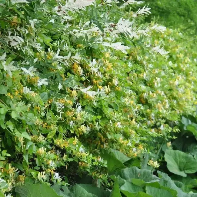 LONICERA japonica 'hall's prolific' - Chèvrefeuille du Japon 'Hall's Prolific'