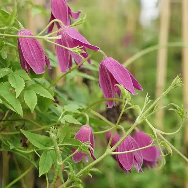 CLEMATIS alpina 'Constance' - Clématite 'Constance' - Photo 1