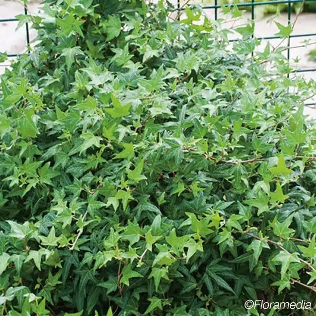 Lierre 'Needlepoint' - hedera helix - Photo 1