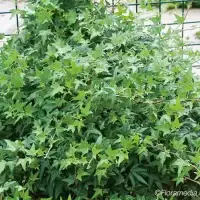 Lierre 'Needlepoint' - hedera helix - Photo 1