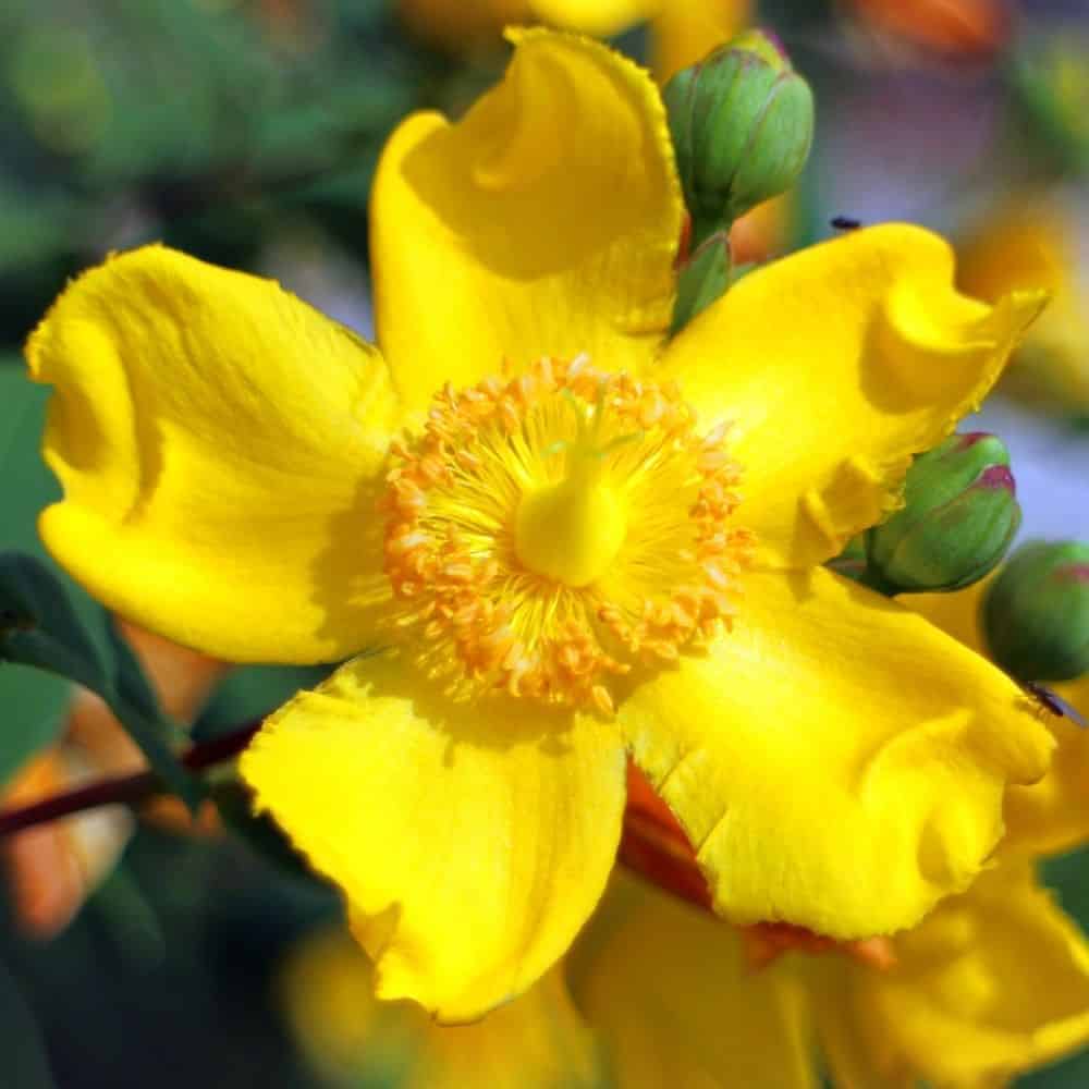 HYPERICUM ‘Hidcote’ / Millepertuis 'Hidcote' - Photo 3