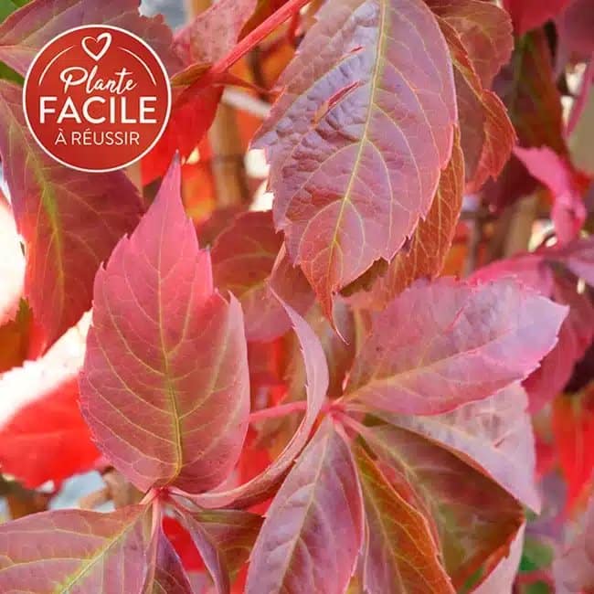 Vigne vierge quinquefolia 'Engelmannii'- parthenocissus - Photo 1