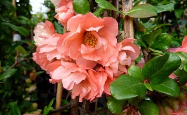 CHAENOMELES speciosa ‘Falconnet Charlet’ / Cognassier du Japon 'Falconet Charlet - Photo 3