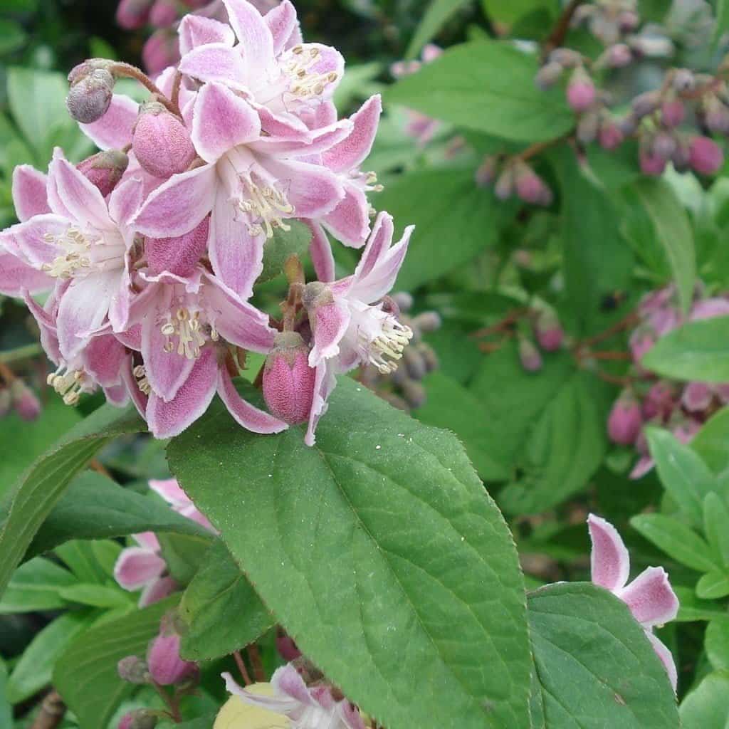 Deutzia X hybrida ‘Perle Rose’ / Deutzia 'Perle Rose' - Photo 1