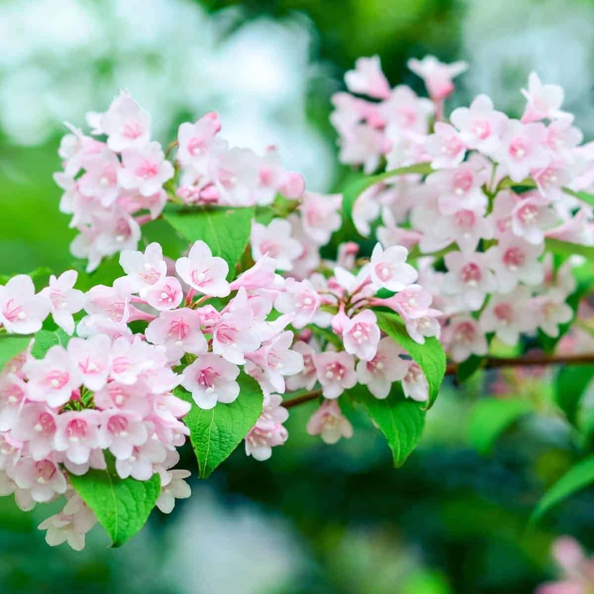 WEIGELA 'Abel Carrière' / Weigela 'Abel Carrière' - Photo 1