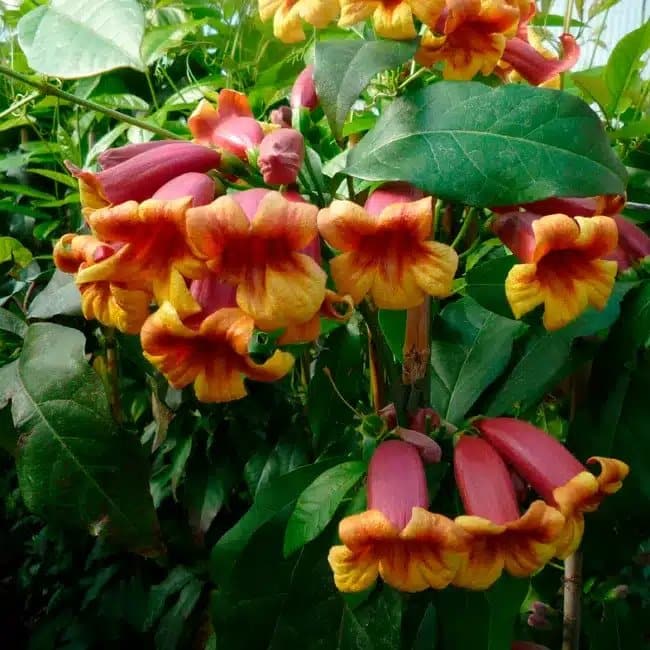 BIGNONE Capreolata - bignone à vrilles - Photo 5