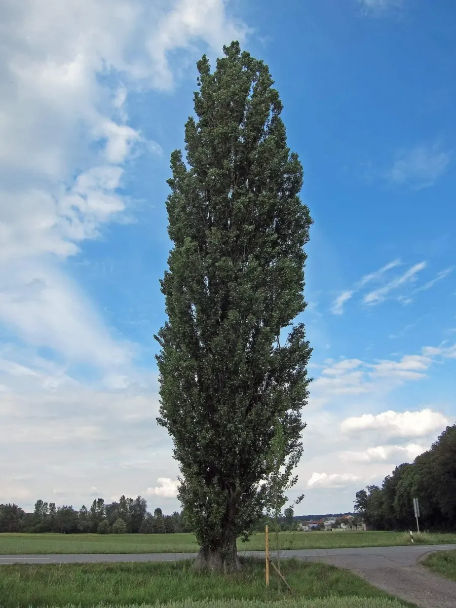 POPULUS nigra ‘Italica’ / Peuplier d'Italie