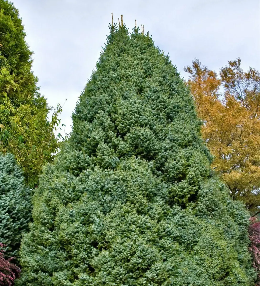 PICEA omorika ‘Nana’ / Picea omorika 'Nana' - Photo 1