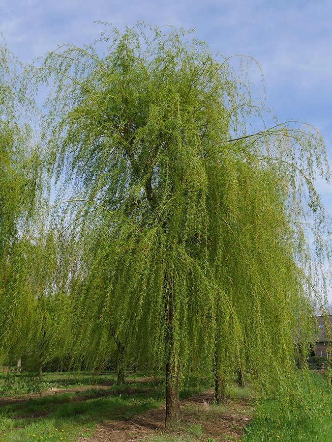 SALIX x sepulcralis ‘Chrysocoma’ / Saule pleureur - Photo 1