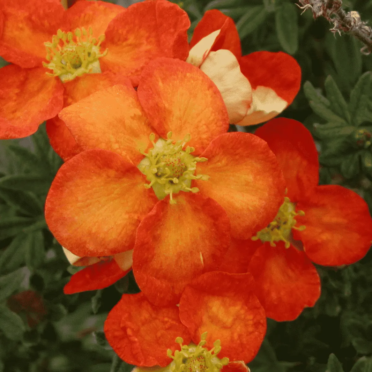 Potentilla fruticosa ‘Red ace’ / Potentille rouge - Photo 1