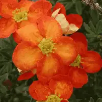 Potentilla fruticosa ‘Red ace’ / Potentille rouge - Photo 1