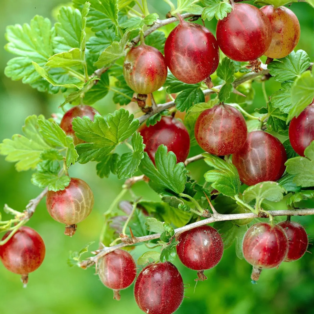 Groseillier à maquereau / Ribes uva-crispa - Photo 2