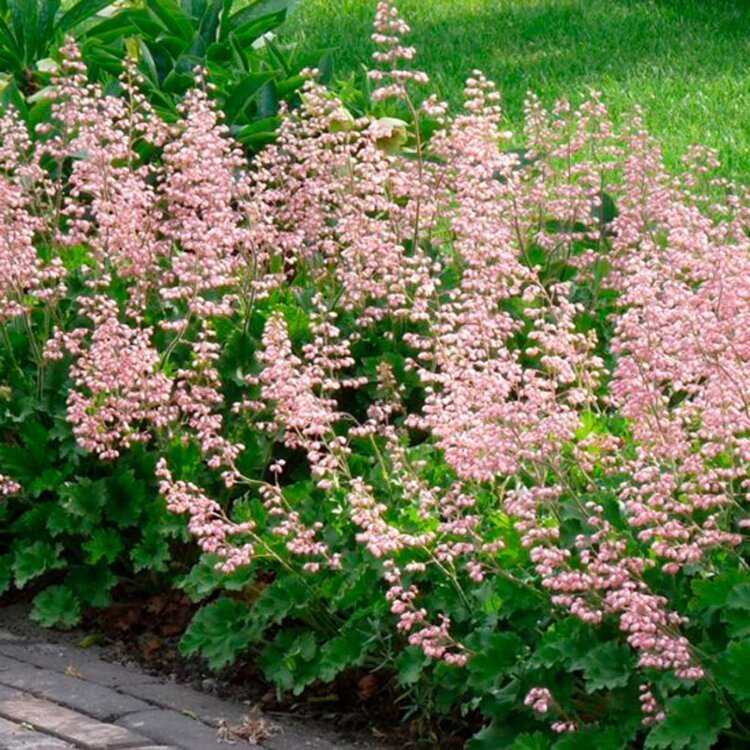HEUCHERELLA ALBA 'BRIDGET BLOOM' / Heuchérelle - Photo 1