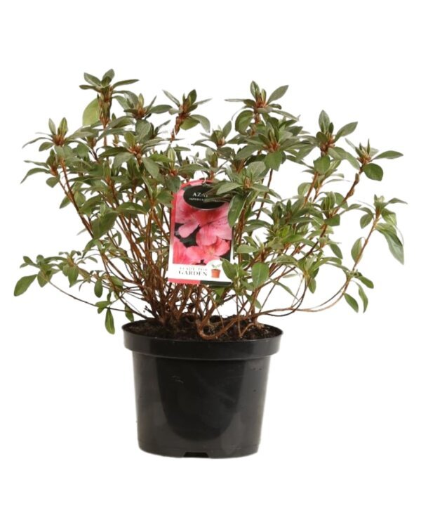 AZALEA japonica 'Pink' / Azalee japonaise rose - Photo 1