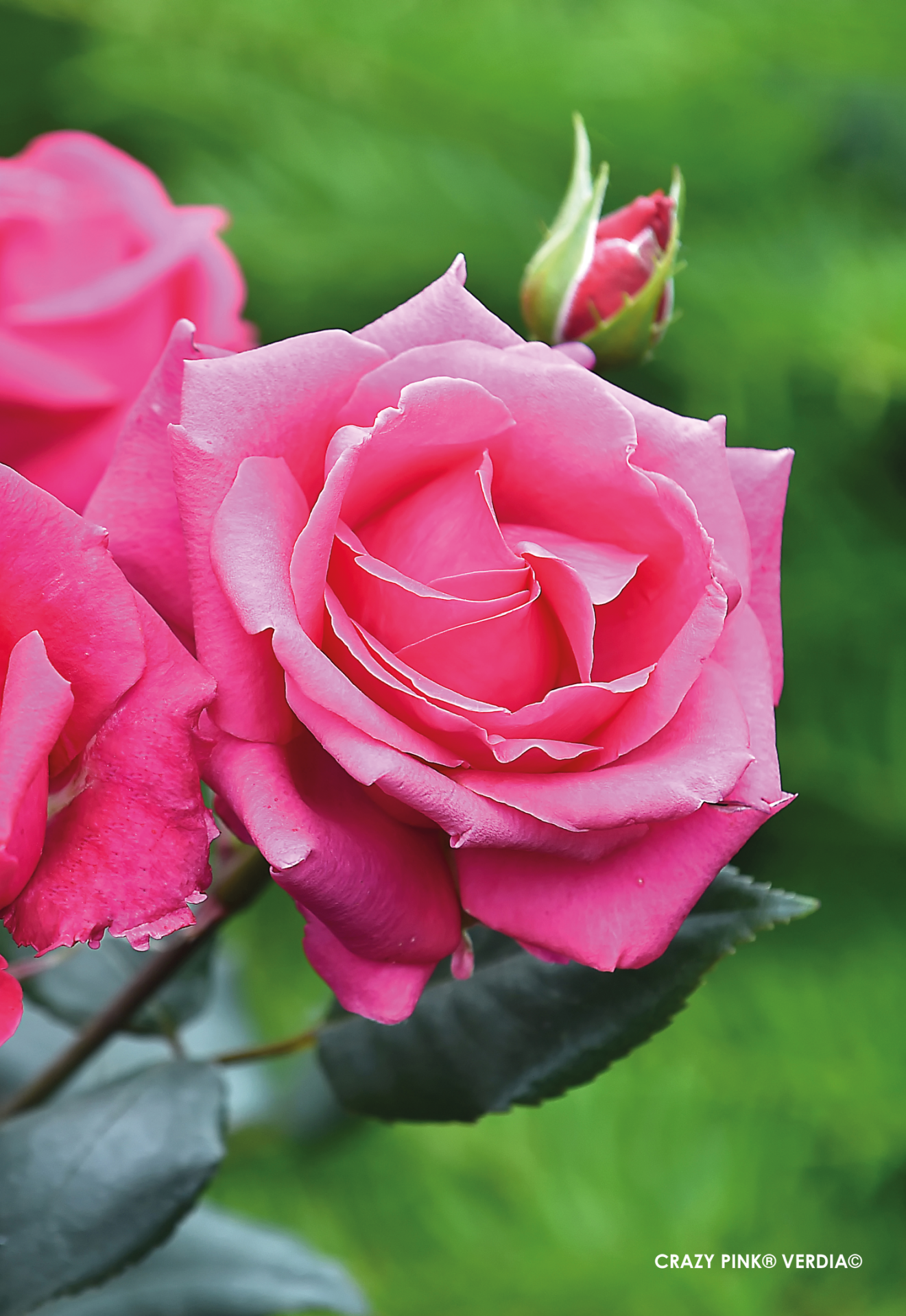 ROSIER buisson 'Crazy pink voluptia' - Photo 2