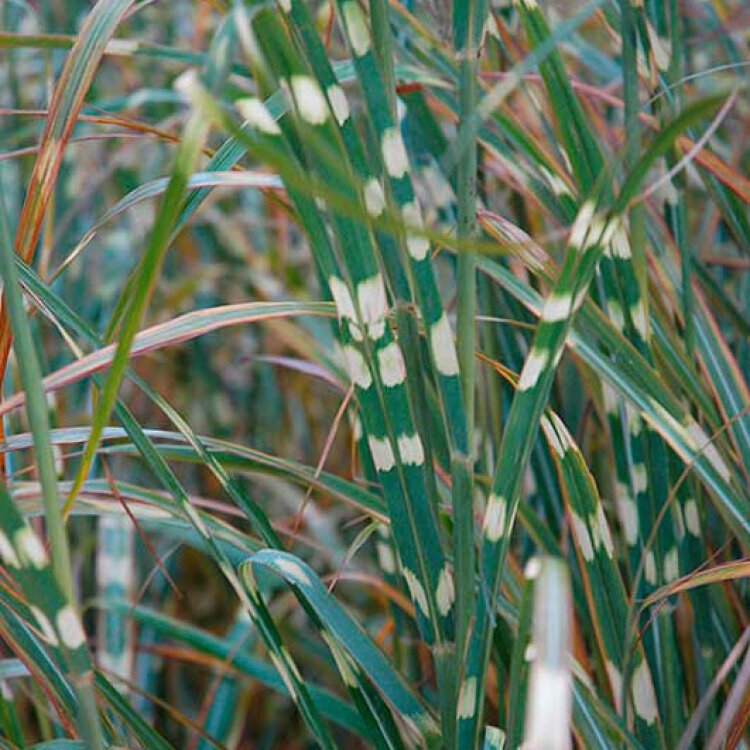 MISCANTHUS SIN. 'ZEBRINUS' / Roseau de Chine - Photo 1