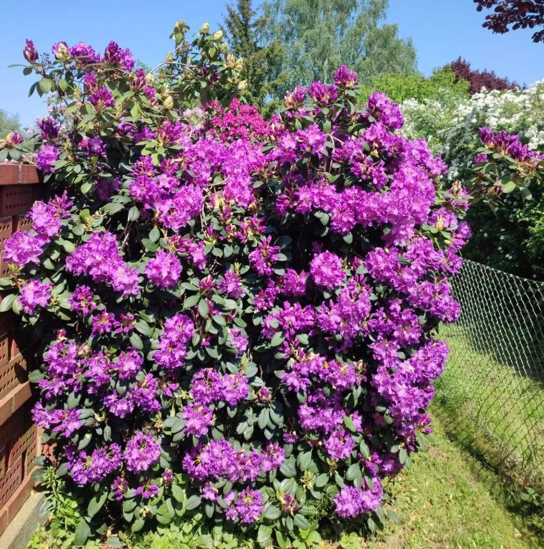 RHODODENDRON 'CATAWB. BOURSAULT' / Rhododendron 'Catawb. Boursault' - Photo 1