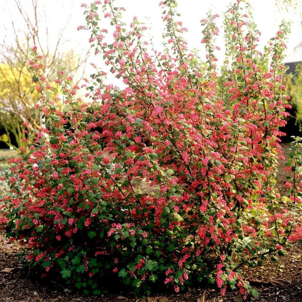 RIBES sanguineum / Groseillier à fleurs - Photo 3