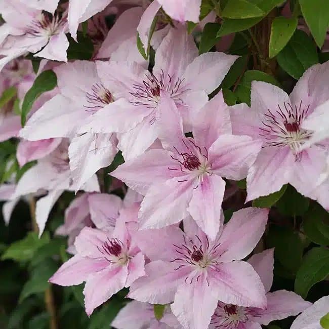 Clématite 'Pink Fantasy' - clematis - Photo 1