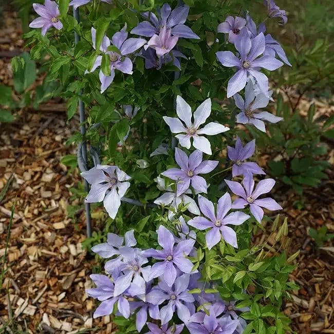 Clématite 'Sugar Sweet®' ('Scented Clem') - Photo 2
