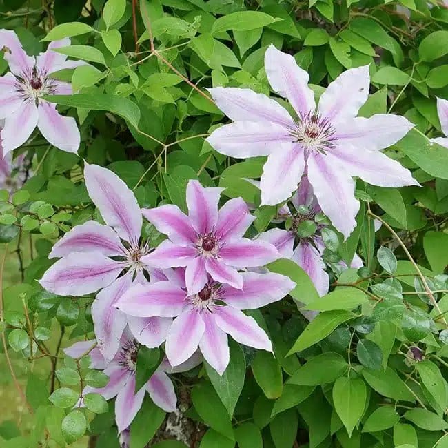 Clématite 'Nelly Moser' - clematis - Photo 1