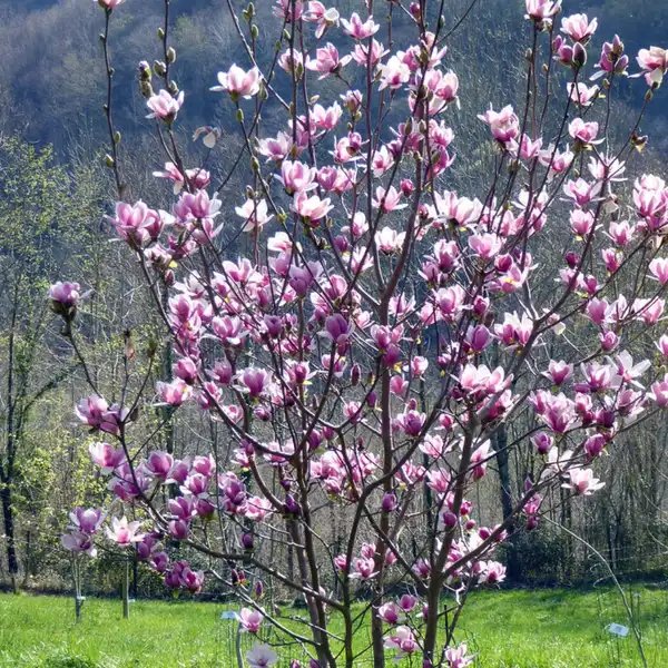 MAGNOLIA SOULANGEANA 'SATISFACTION' / Magnolia de Soulange - Photo 2