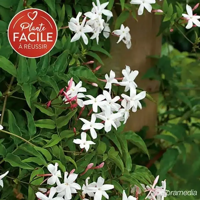 Jasmin officinal 'Affine' - jasminum officinalis