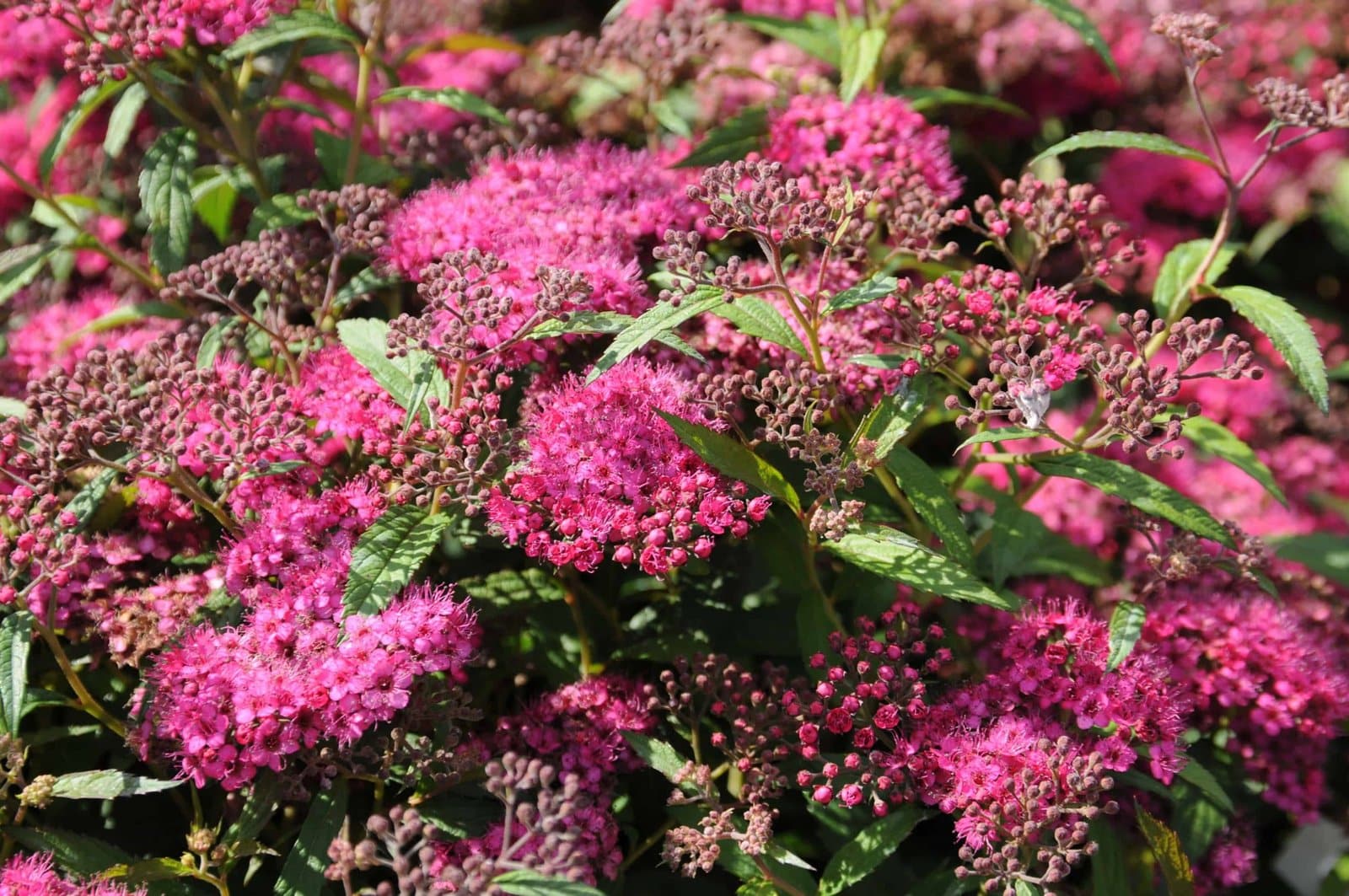 SPIRAEA japonica ‘Anthony Waterer’ / Spirée japonaise 'Antony Waterer' - Photo 3