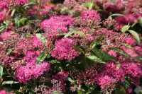 SPIRAEA japonica ‘Anthony Waterer’ / Spirée japonaise 'Antony Waterer' - Photo 3