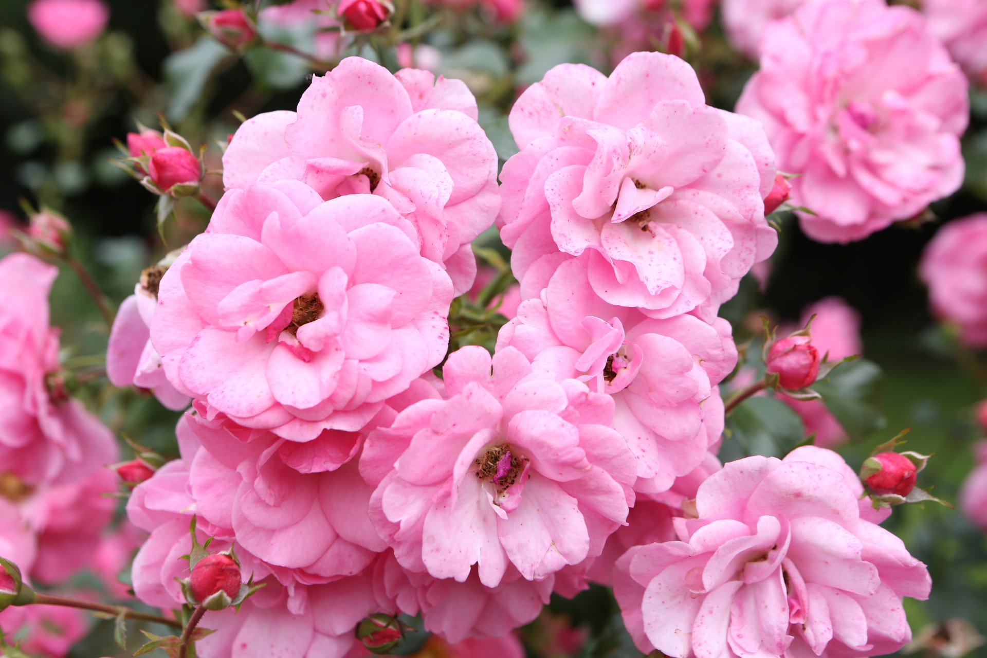ROSIER couvre-sol 'Mirato' / Rosier couvre-sol 'Mirato' à fleurs groupées - Photo 1