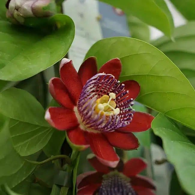 Passiflore quadrangularis - Barbadine ou Grenadille Géante - Photo 1