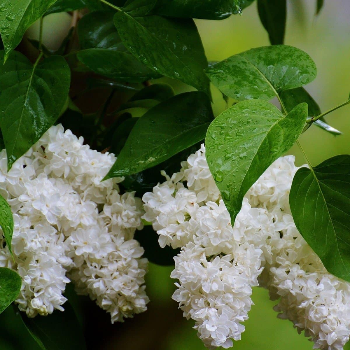 SYRINGA vulgaris ‘Mme Lemoine’ / Lilas commun 'Mme Lemoine' - Photo 2