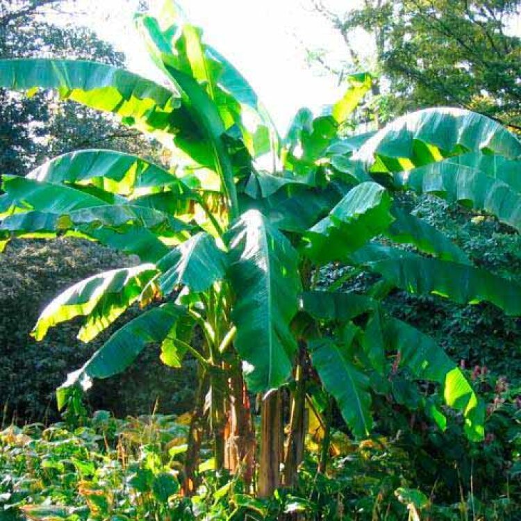 MUSA 'BASJO' / Bananier du Japon - Photo 2