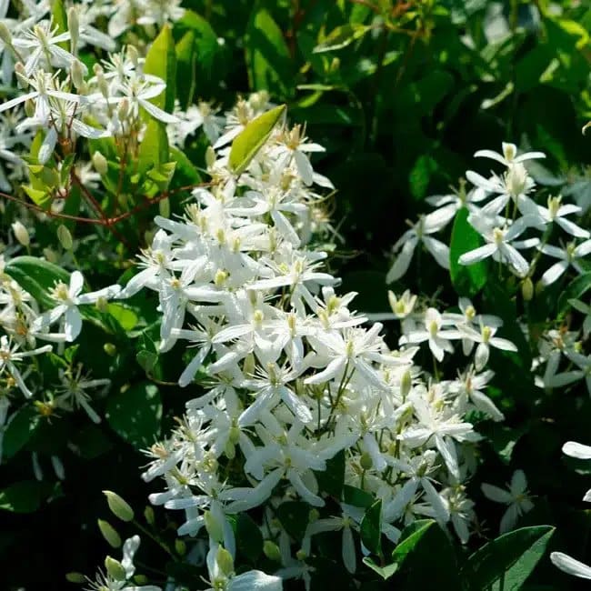 Clématite flammette - clematis flammula - Photo 3