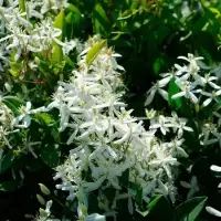 Clématite flammette - clematis flammula - Photo 3