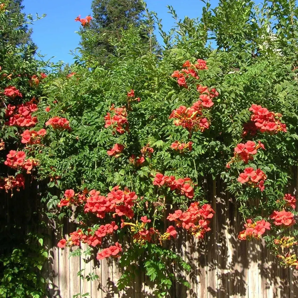 BIGNONE 'Mme Galen' / CAMPSIS x tagliabuana ‘Mme Galen’ - Photo 4